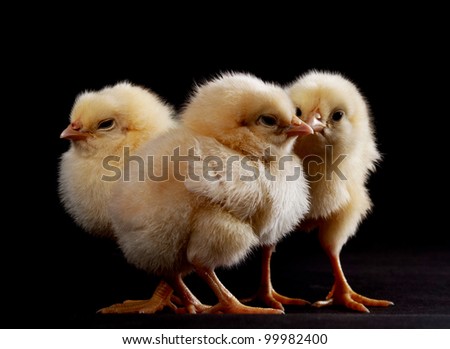 Three chicks standing on a black background