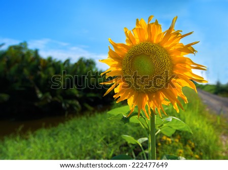 Sunflower back on the street