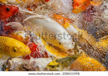 carp fish in the pool close-up