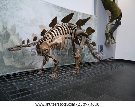 FRANKFURT - JUNE 30 2013: The skeleton of a Stegosaurus is at display at Senckenberg Museum in Frankfurt am Main, Germany