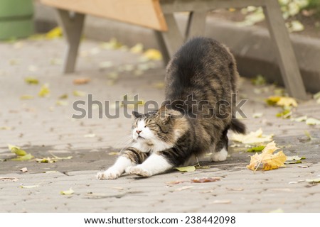 Cat stretching on a street