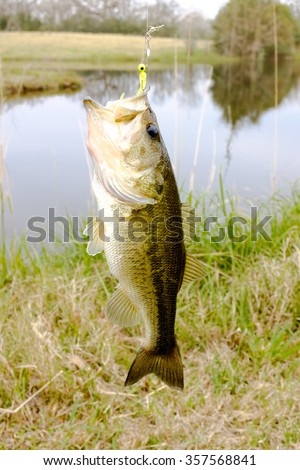 Stripped Bass caught on a jig in a fresh water lake hanging on a line. Mouth open, fins with spikes out.