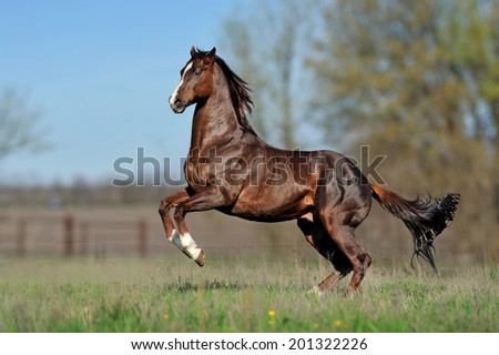 English thoroughbred horse jumping on the beautiful background of the field.
