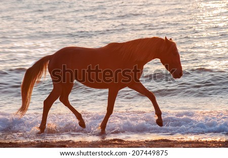 Trotting horse runs along the crest of the waves against the sunset sea. Horse silhouette on a background of water