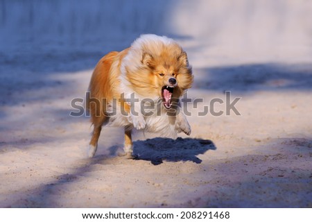 Redhead collie dog with open mouth and bared teeth rushes forward at the viewer on a neutral background