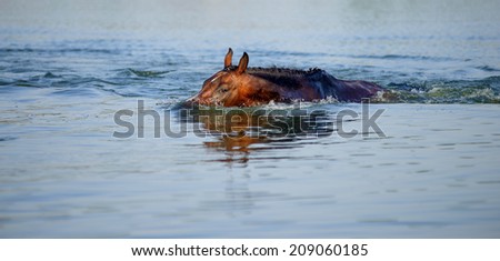 Brown horse floats in the pond, plunging into the water face in hot summer day