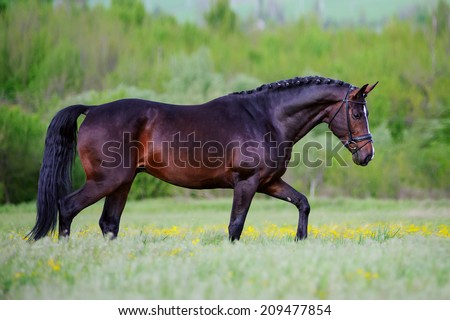 Beautiful elegant stallion sporting breed bridle with braided mane walks step on a background of green field