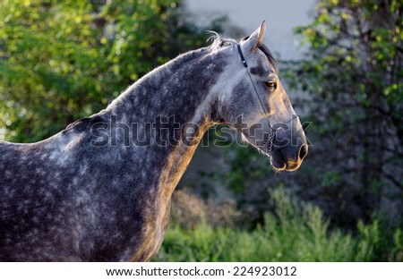 Beautiful portrait of a gray dapple horse on blurred green background