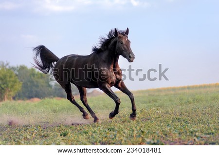 Beautiful big black horse galloping across the field on a background of clear sky and haze. Her mane is developing the wind