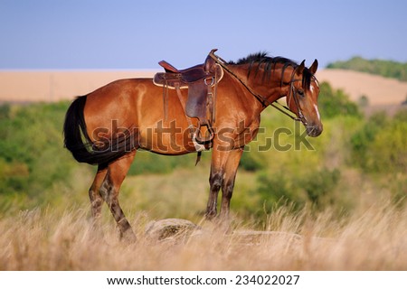 Beautiful bay horse standing on a rock. He wore western ammunition. This cowboy horse from the west.