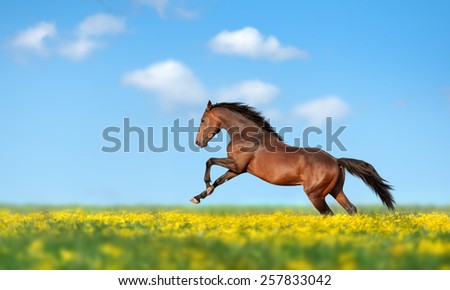 Beautiful brown horse galloping across the field and yellow flower against the blue sky