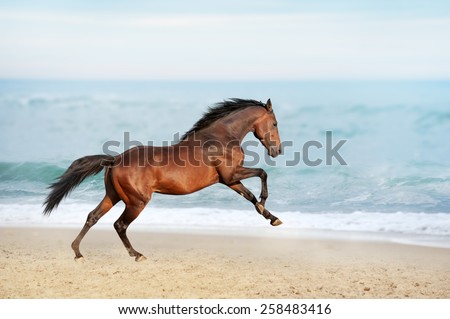 Beautiful brown horse galloping along the shore of the sea on a summer day. Stallion with long mane jumping on background of ocean