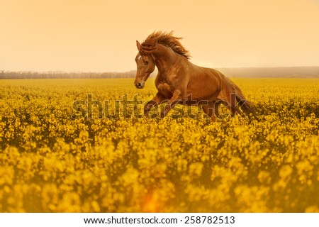 Beautiful strong horse galloping, jumping in a field of yellow flowers of rape against the sunset. Stallion lit by sunlight.