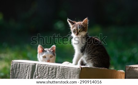Beautiful kitten sitting on a box with a blurred green background contrast. Because of the cat box looks