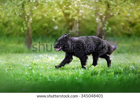 Beautiful black dog with a long coat breed shepherd dog runs across the field on a background of the garden.