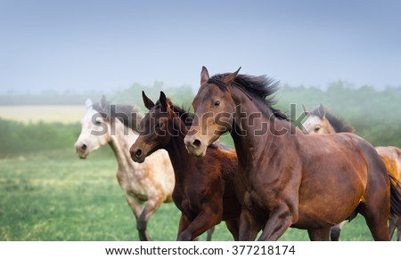Mare with foal galloping in a field. Three horses close-up on a background of dark sky and beautiful scenery. Herd free