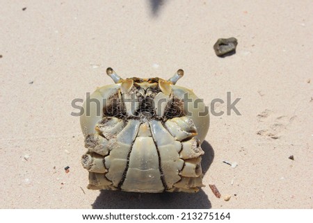 Crab inside a shell, in a white sand beach in Cuba. Hermit crabs are decapod crustaceans of the superfamily Paguroidea