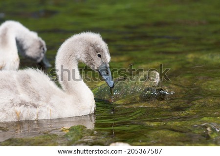 Two swans baby eating seaweed from a river.