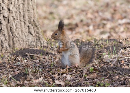 Pretty red squirell stands on paws and looks to the side in the park.