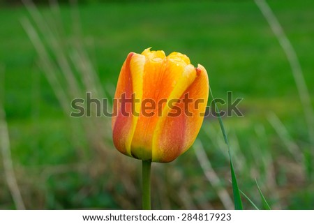 Close-up view of a beautiful orange tulip with dewdrops on a head in the garden.