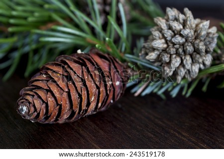 Pine cone and pine tree branches