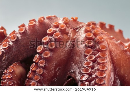 Cooked octopus tentacle close up