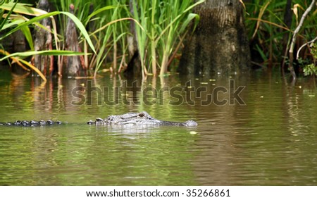 Louisiana Swamp Alligator