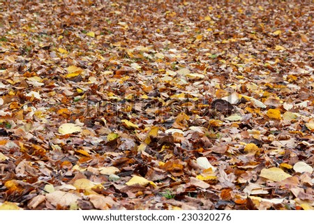 Lots of autumn leaves in different shades of orange