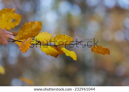 Branch with different shades of orange leaves in autumn