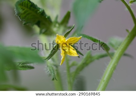 Close up of a yellow tomato flower (Solanum lycopersicum) against a gray background