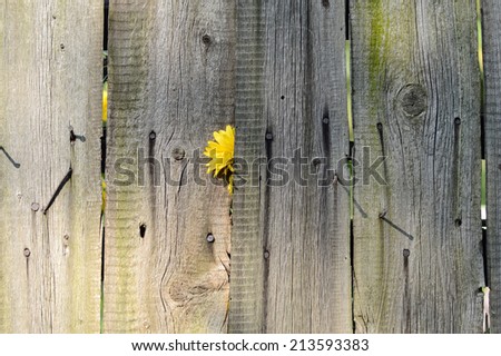 Old wooden fence with yellow flower
