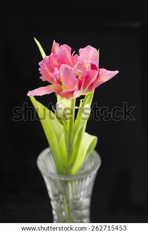Single pink tulip stem with green leaves against black background