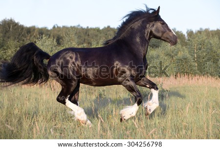 Russian Vladimir Heavy Draft horse playing on the meadow