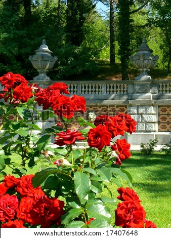 Wonderful Red Roses