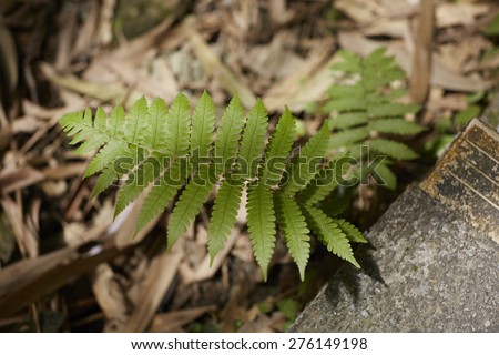 Rainforest fern, Fern leaf in the forest.