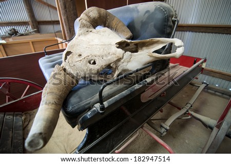The skull and horns of a long departed animal, placed upon the seat of a coach.