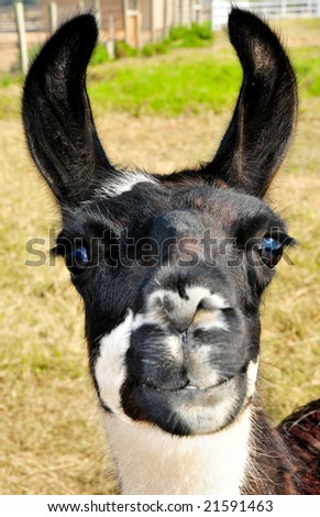 A llama\'s curious face while chewing hay
