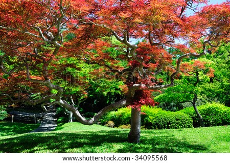 japanese maple tree garden. stock photo : Maple tree in a