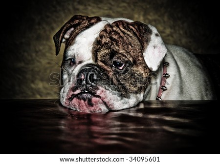 Bulldog looking sad with pink dog collar