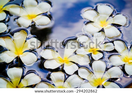 Frangipani flowers on the water surface