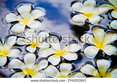 Frangipani flowers on the water surface