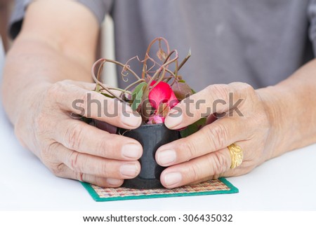 the old man's hand and cup of growing tree Environment concept
