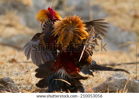 The Red junglefowl fight in the forest in the evening. Red Junglefowl (Gallus gallus,Wild Chickens)  of Nature in thailand.Nature of the wild fowl, pheasant family.