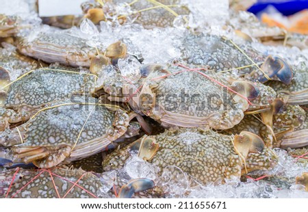Live crabs in ice cube trays.