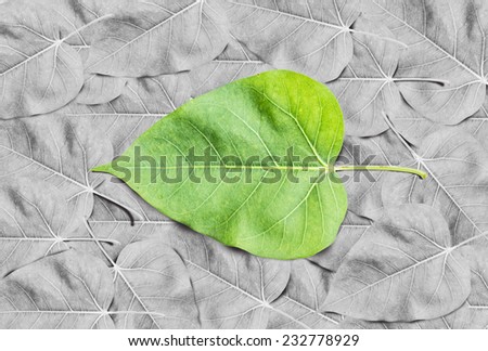 Green leaf on a black and white leaves.