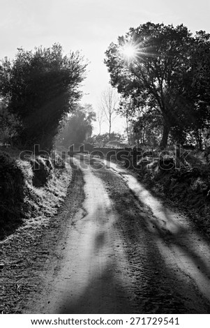Landscape in black and white the morning start of a path surrounded by rural agricultural walls, with trees back light\
.