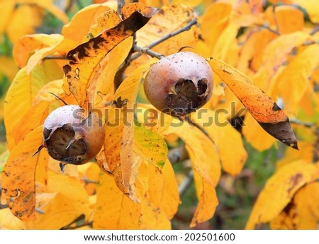 Fruits of a tree with rusty yellow leaves in the background, Picture taken in autumn/fall.