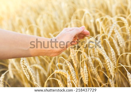 man hand touching wheat ears on the field