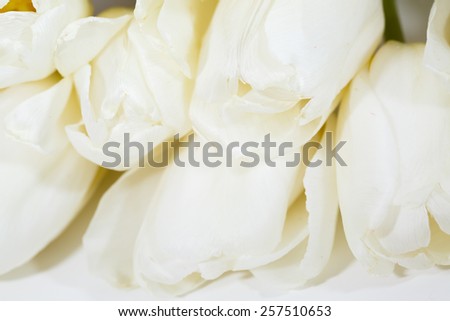 bouquet of white tulips with green leaves  on white background