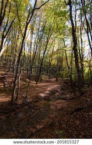 Wide angle picture, fall landscape, leafs on the floor